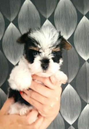 Biewer yorkshire terrier