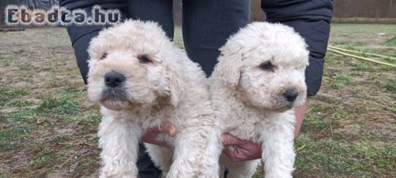 Fajtatiszta komondor kiskutyák eladók.