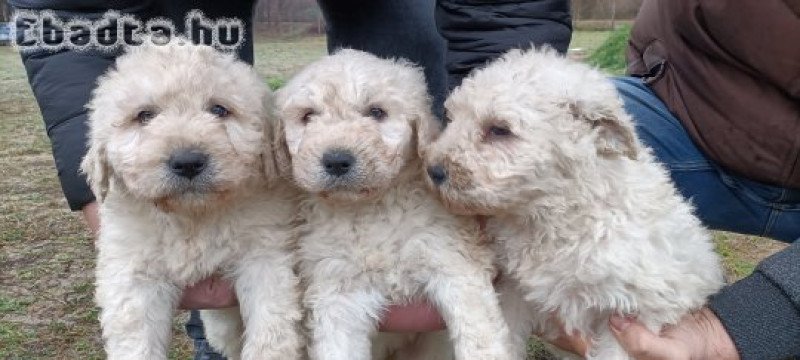 Fajtatiszta komondor kiskutyák eladók.