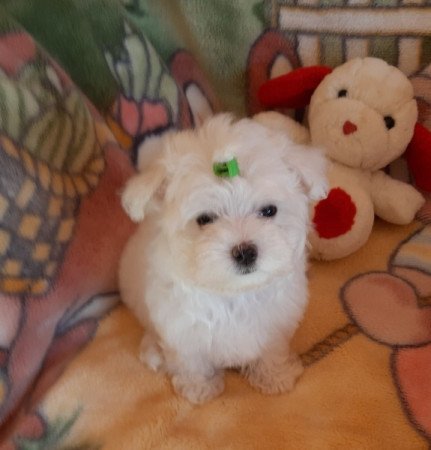 Bichon Havanese