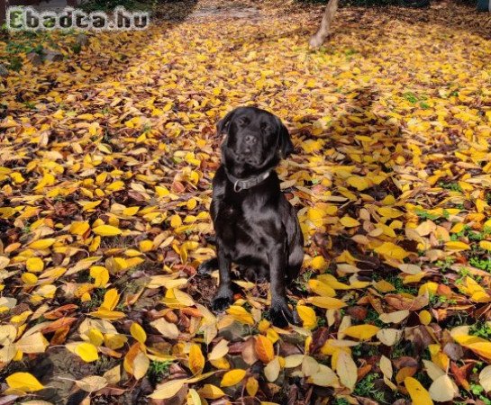 Labrador Retriever