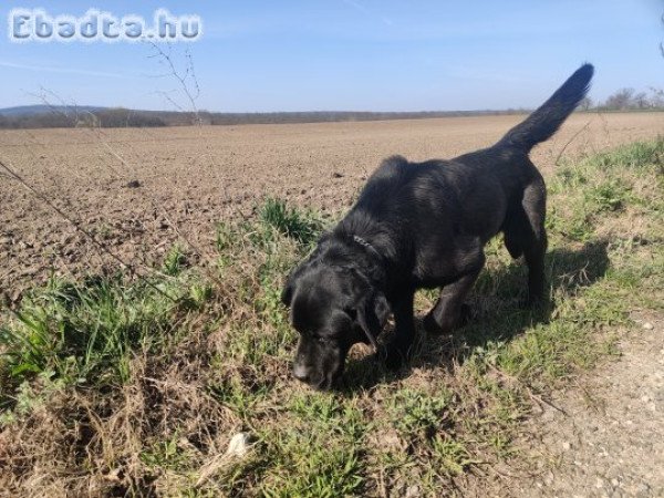 Labrador Retriever