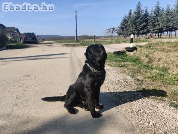 Labrador Retriever