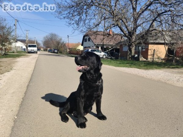 Labrador Retriever