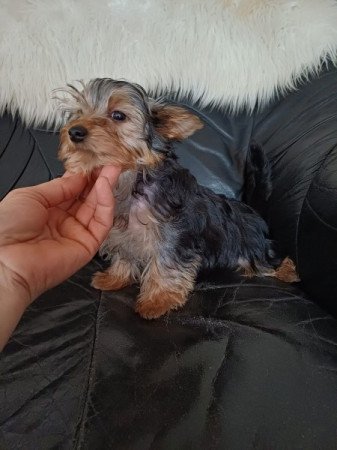 yorkshire terrier , yorki