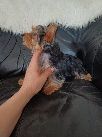 yorkshire terrier , yorki