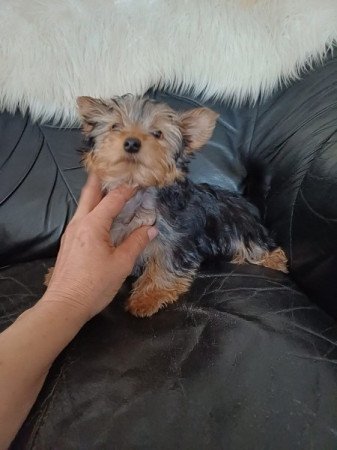 yorkshire terrier , yorki