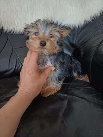 yorkshire terrier , yorki