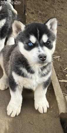 Husky kölykök