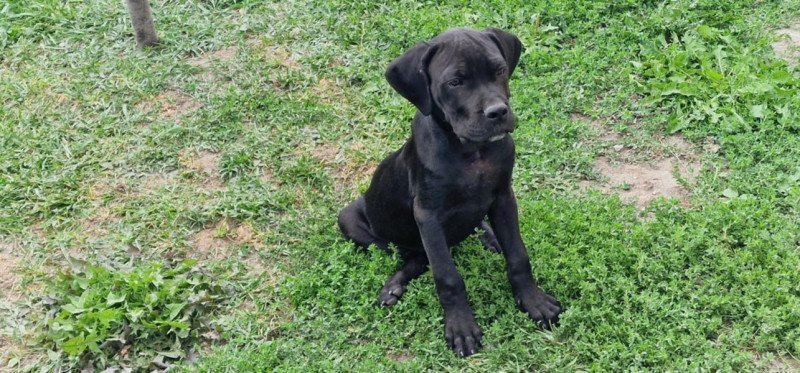 Cane Corso