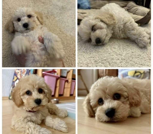 Maltipoo maltai selyem es torpe uszkar