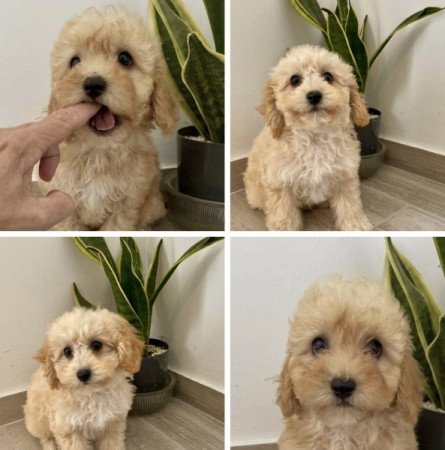 Maltipoo maltai selyem es torpe uszkar