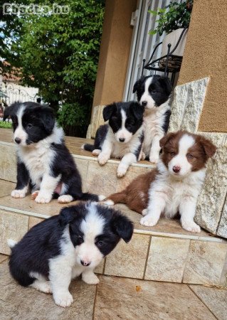 Border collie kiskutyák