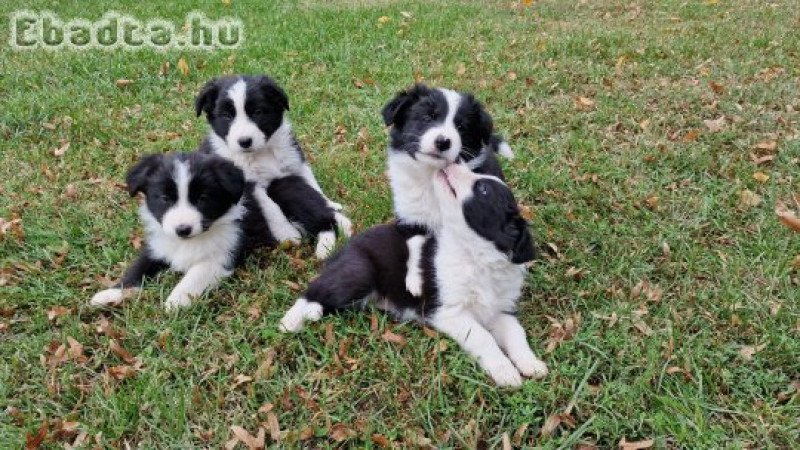 Border collie kiskutyák