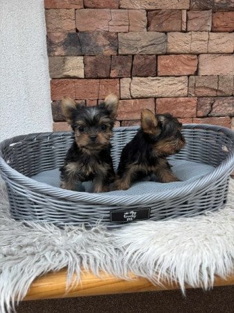 Yorkshire terrier