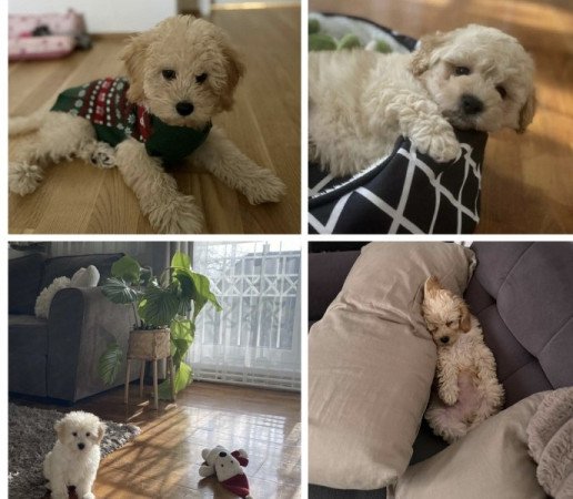 Maltipoo maltai selyem es torpe uszkar