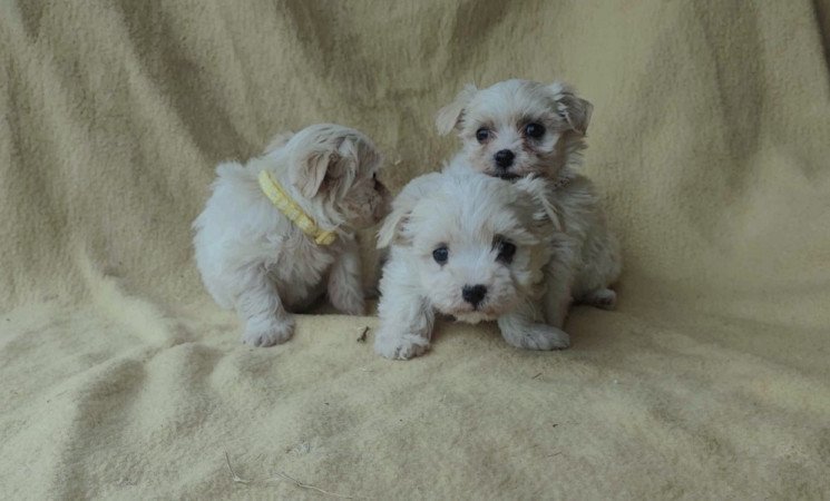 Bichon havanese