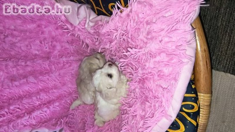 Bichon Havanese kutyusok!!!