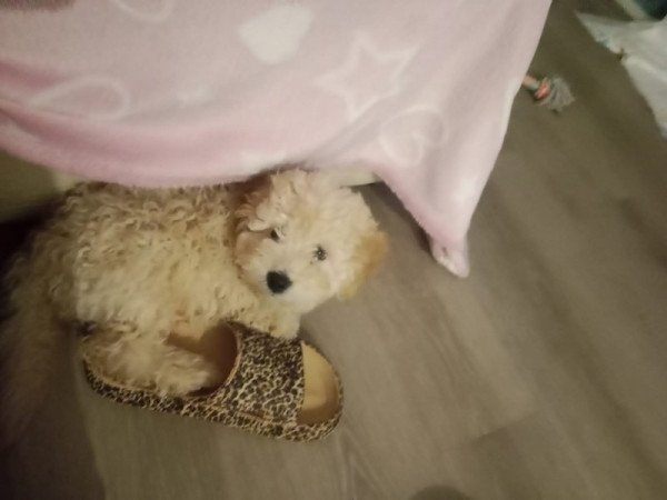 Máltai+uszkár=Maltipoo havanese bichon