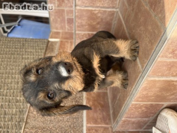 Drótszörű tacsi kusfiú