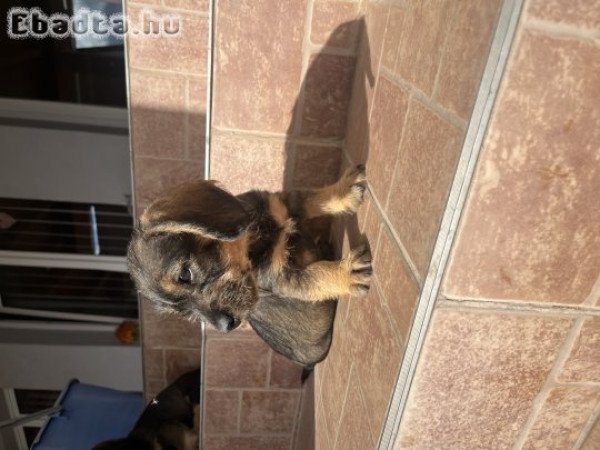 Drótszörű tacsi kusfiú