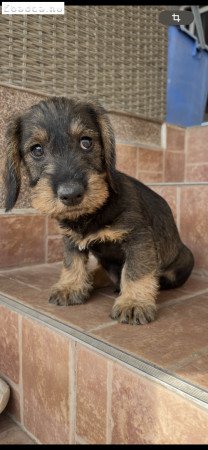 Drótszörű tacsi kusfiú