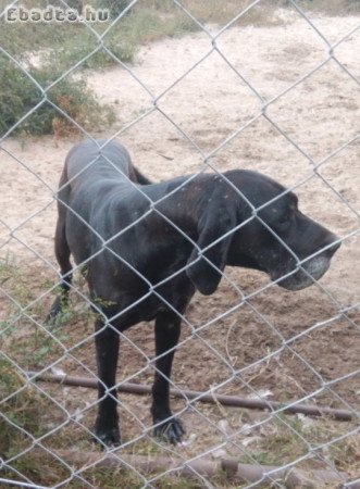 Gyönyörű német dogok