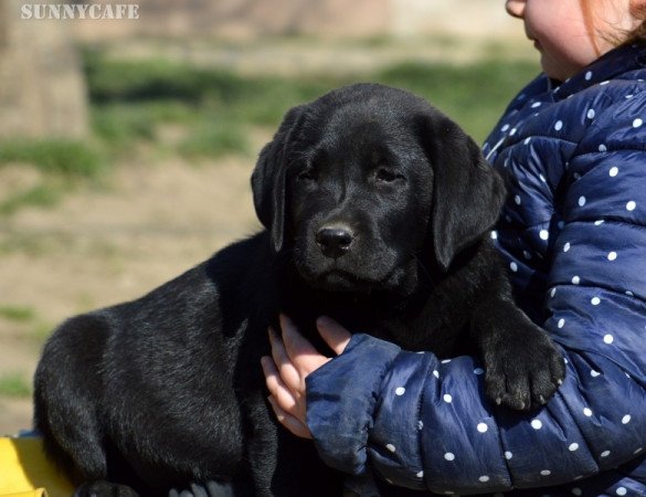 Labrador retriever