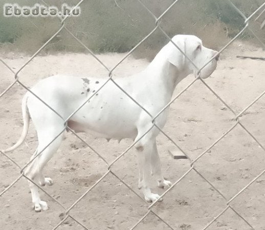 Gyönyörű német dogok