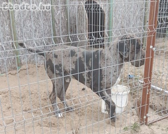 Gyönyörű német dogok