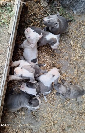 Staffordshire terrier