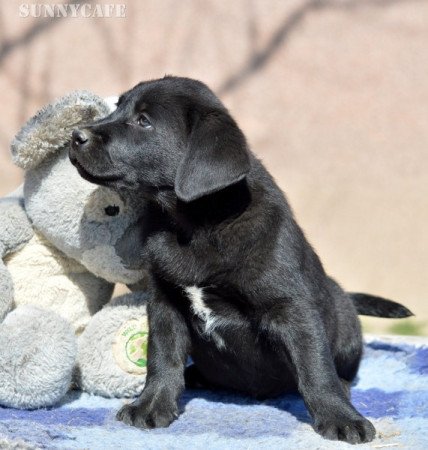 Labrador retriever