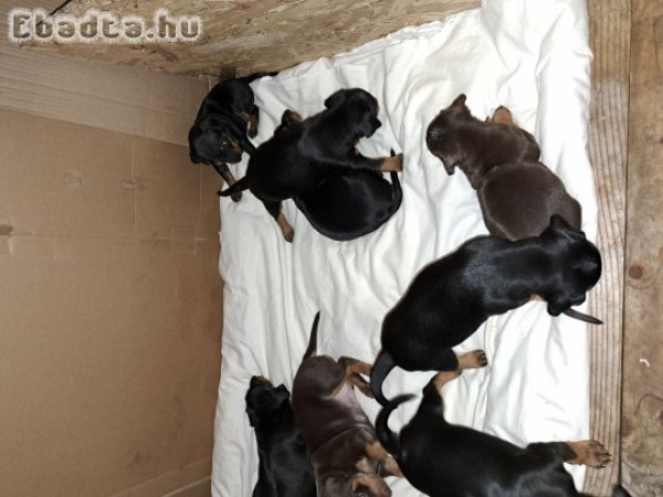 Törpe pinscher kiskutyák eladók