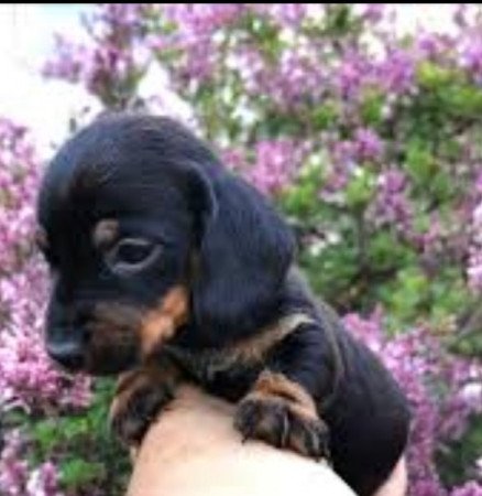 Szálkás szőrű tacskó