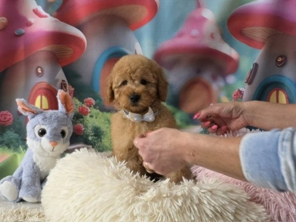 ❤️ Uszkár ❤️