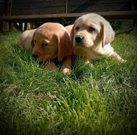 Labrador retriever