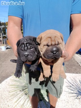 Shar-Pei kölykök eladók