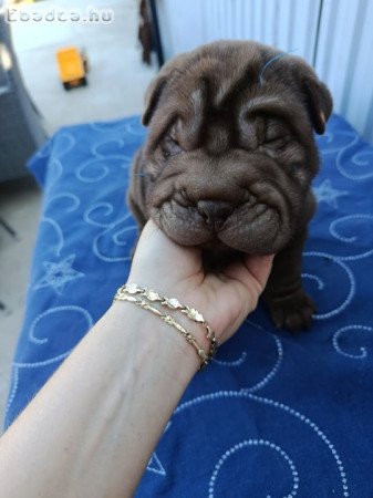 Shar-Pei kölykök eladók