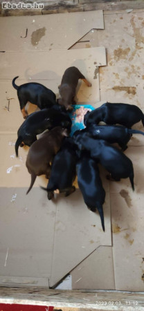 Törpe pinscher kiskutyák eladók