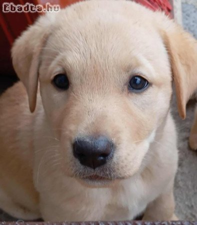 Labrador kan kiskutya