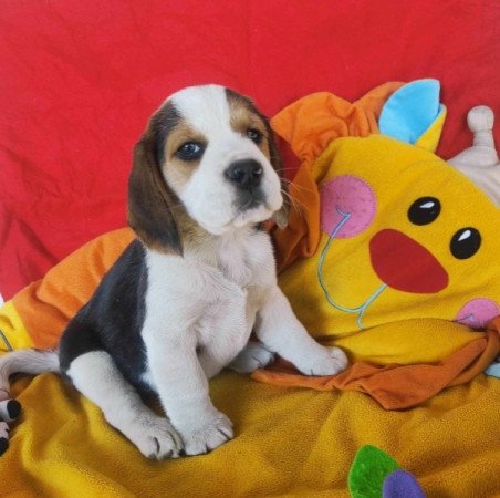 Beagle