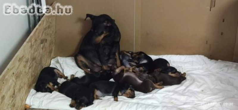 Törpe pinscher kiskutyák eladók