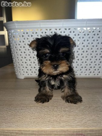 Yorkshire Terrier bébik