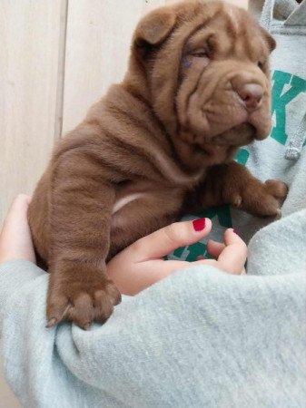 Shar pei