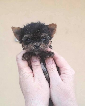 Yorkshire terrier