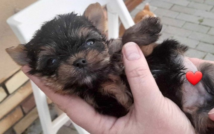 Yorkshire terrier