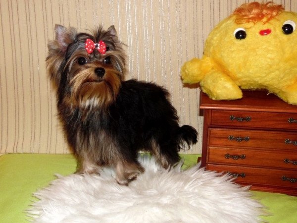 Yorkshire Terrier, Yorki