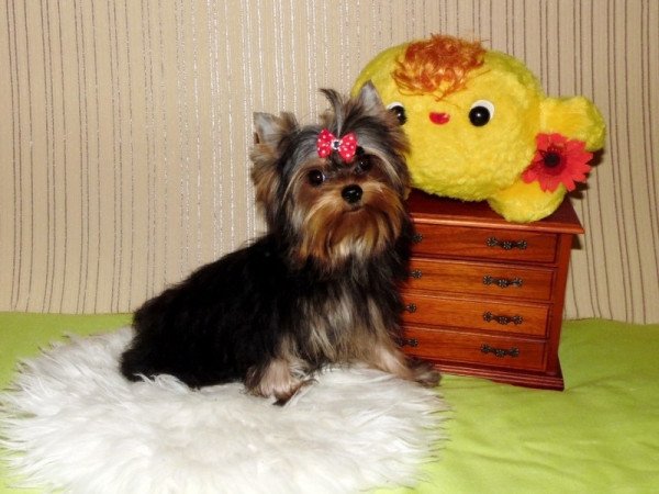 Yorkshire Terrier, Yorki