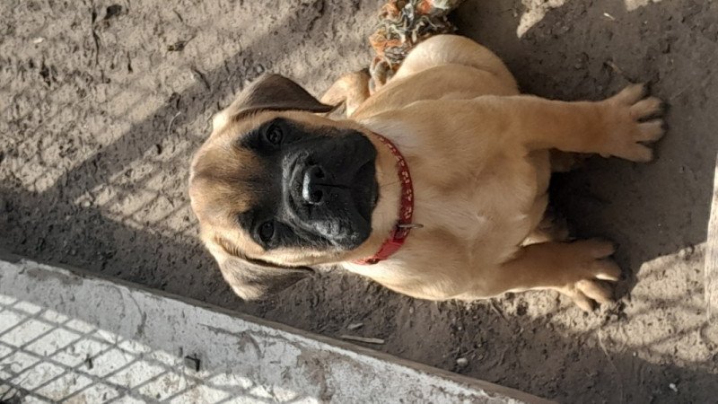Bullmastiff