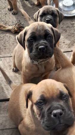 Bullmastiff
